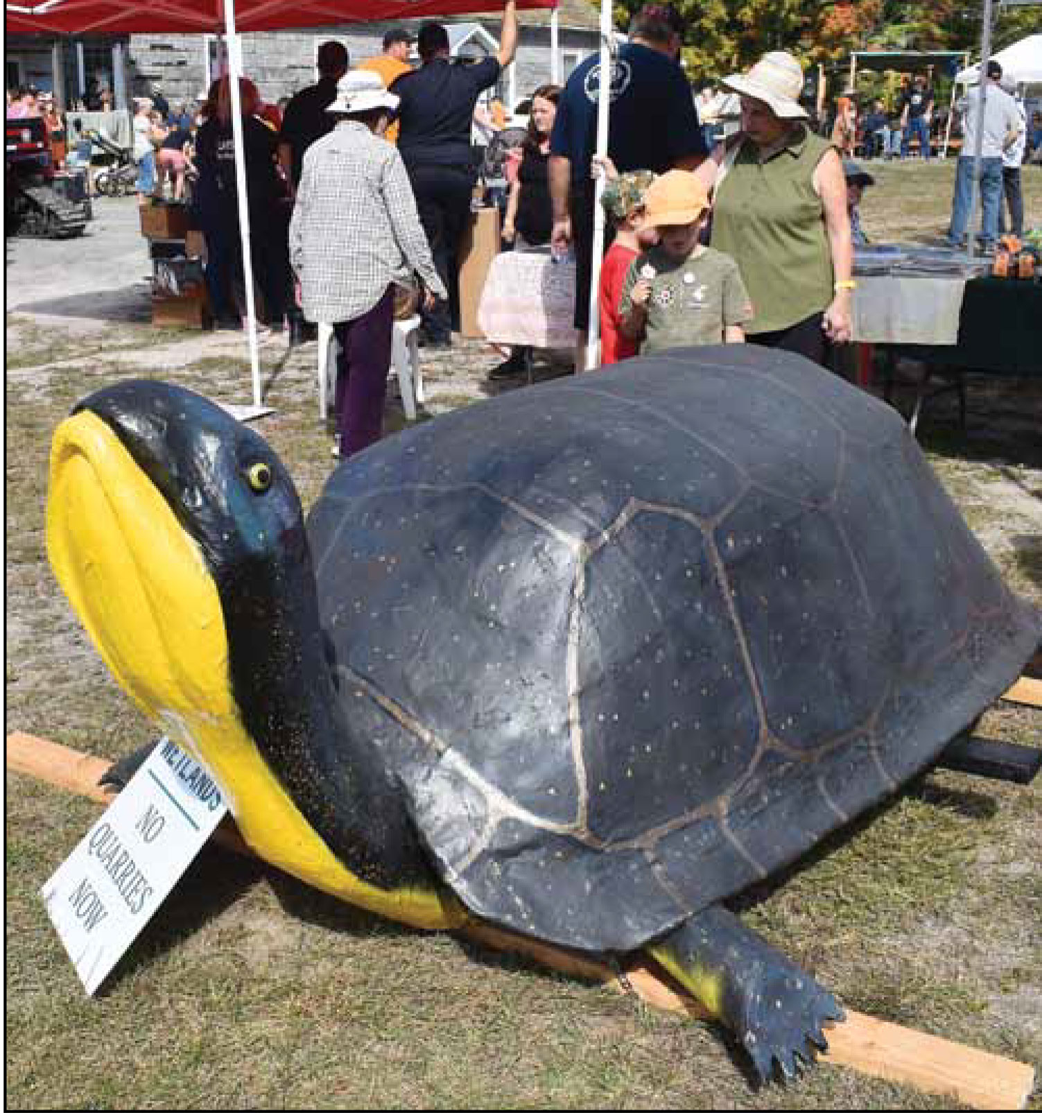 turtle turtle