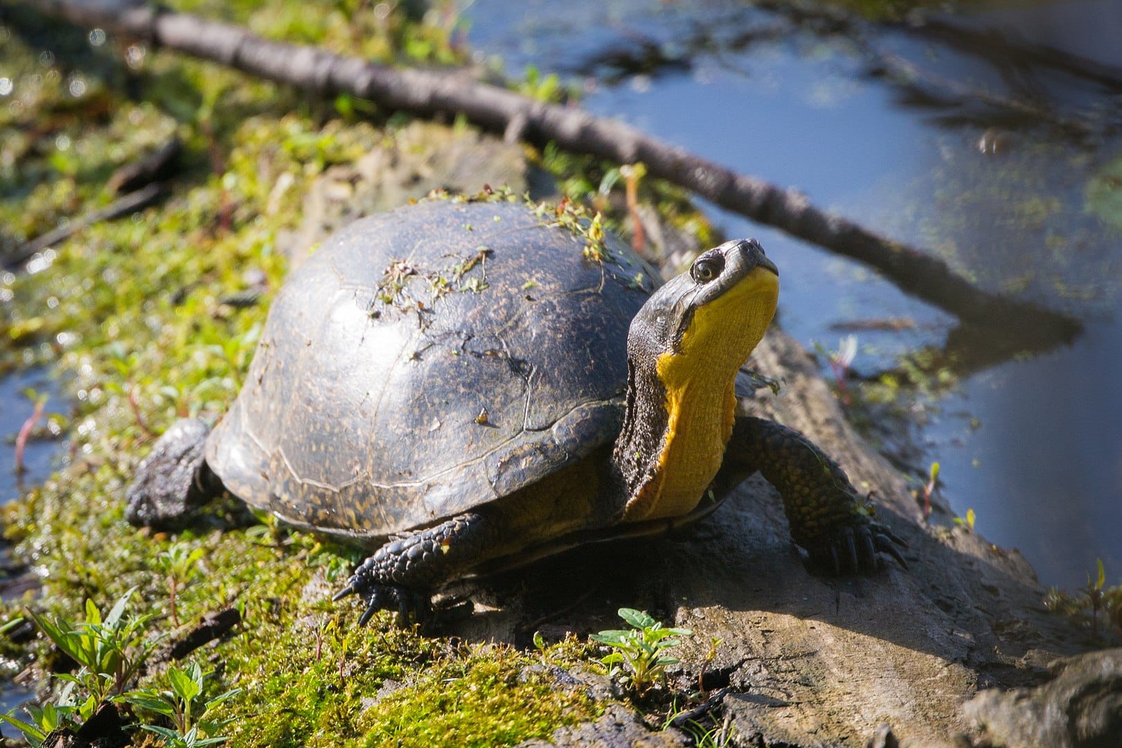 Turtle General Human Impact on Blanding’s Turtles - Save Long Sault Creek