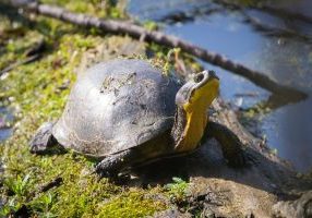 Blanding Turtle by Andrew C