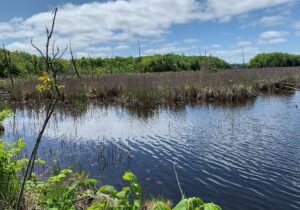 long_sault_creek_pic1-min